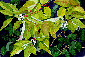 Red Osier Dogwood